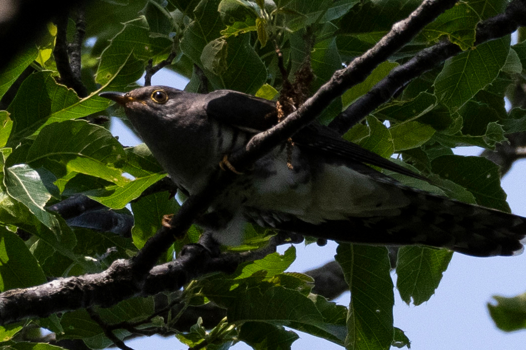 写真｜「ホトトギス」