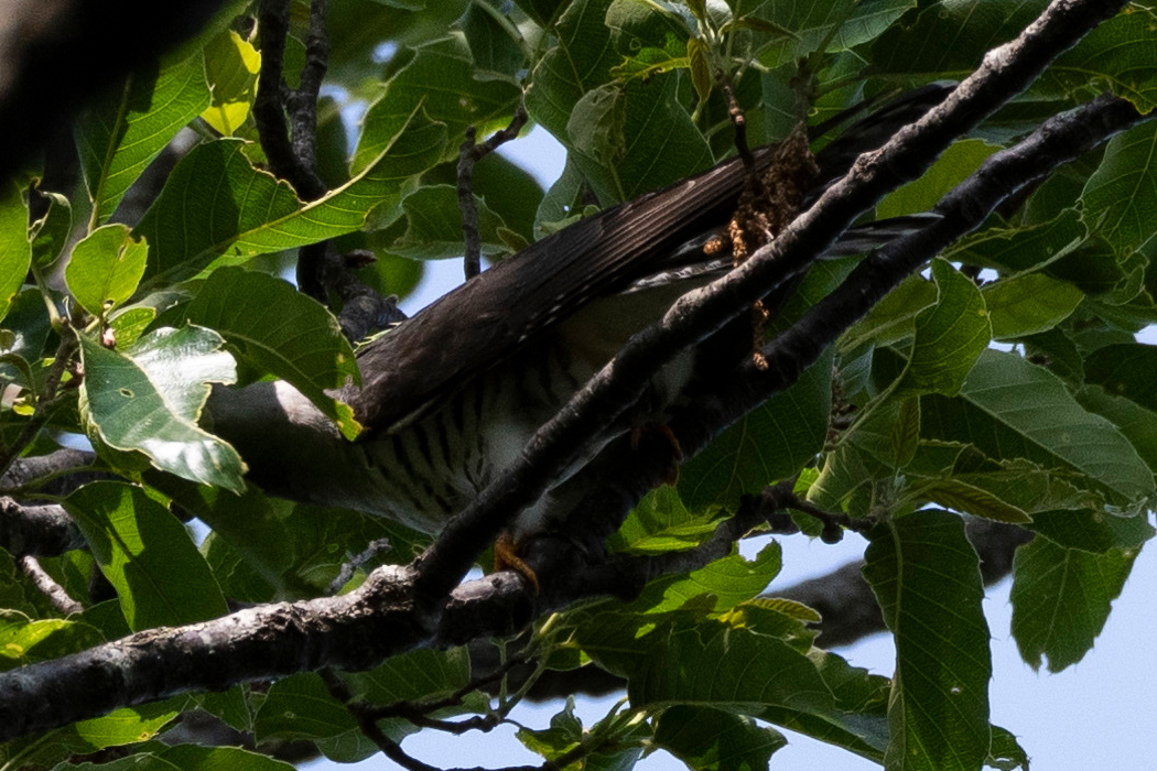 写真｜「ホトトギス」