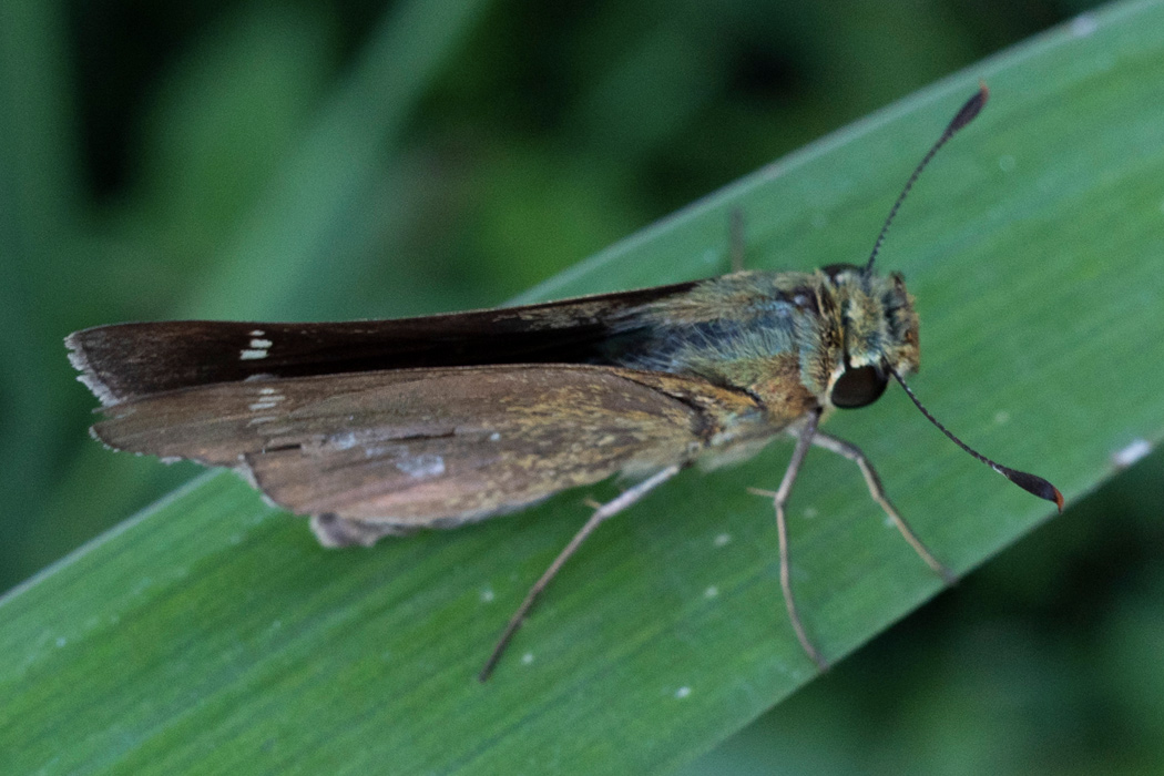 イチモンジセセリの写真3｜目が大きいです。