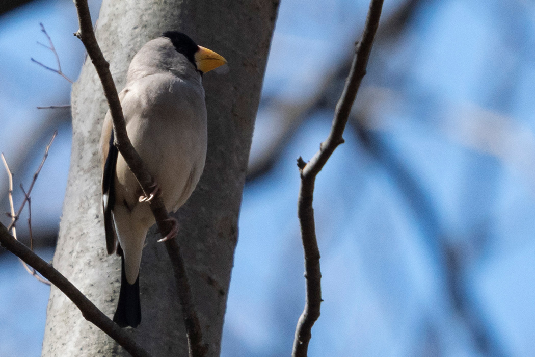 写真｜「イカル」