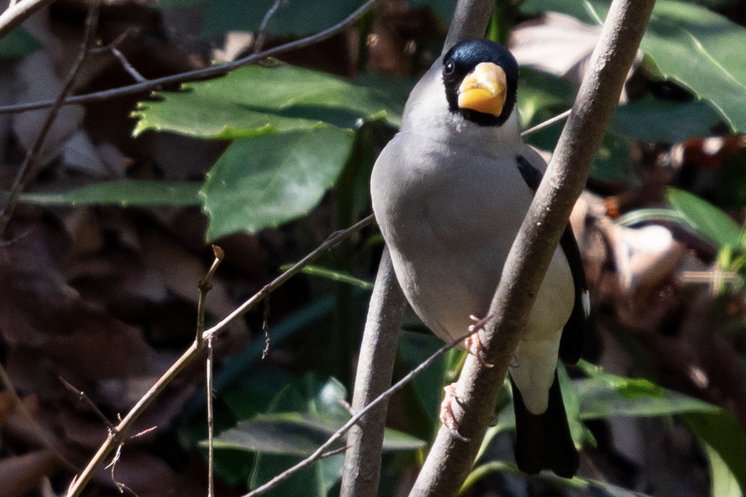 イカルの写真3｜胸のあたりが太って見えます。