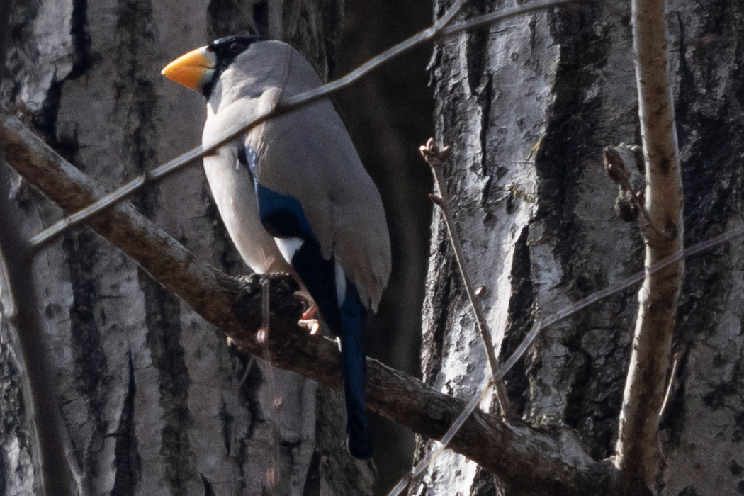 写真｜「イカル」