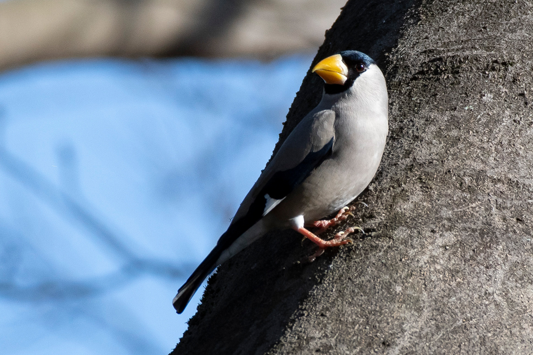 写真｜「イカル」