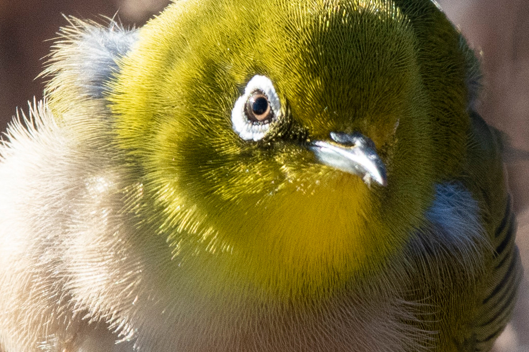 イカルの写真6｜少し嘴を開けています。