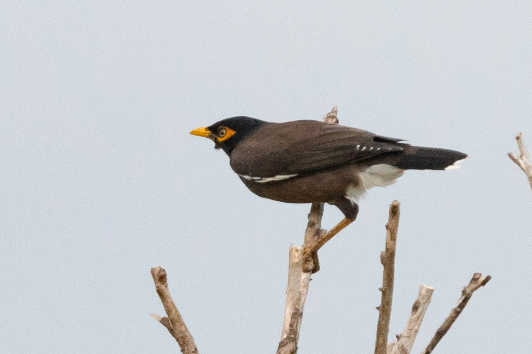 インドハッカの写真1｜褐色の頭に目の周りが黄色いです。