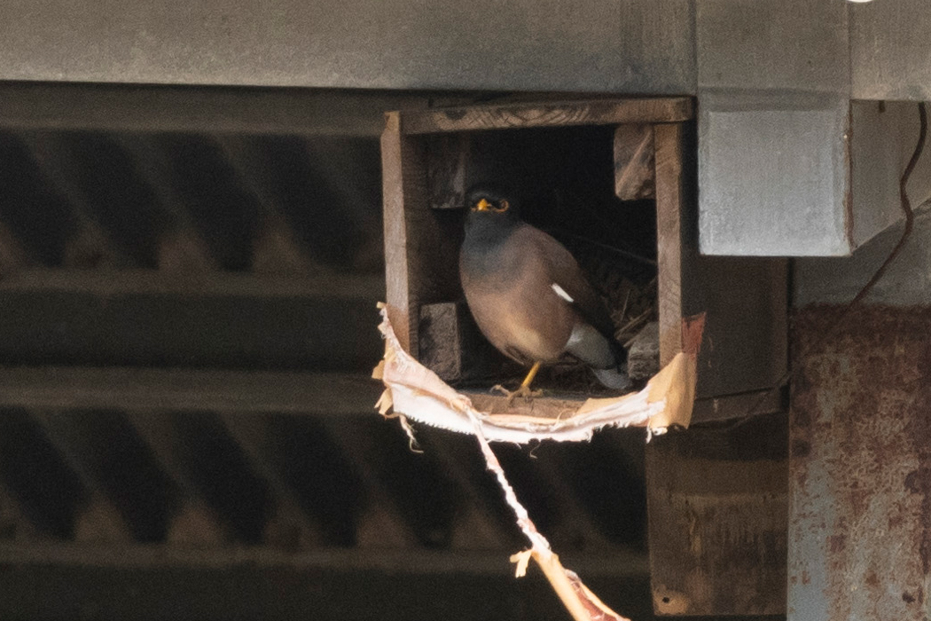 インドハッカの写真2｜建物の一部に住み着いていました。