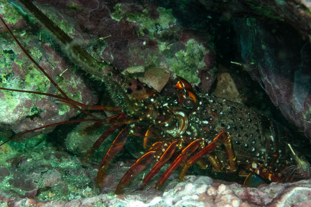 写真｜「イセエビ」