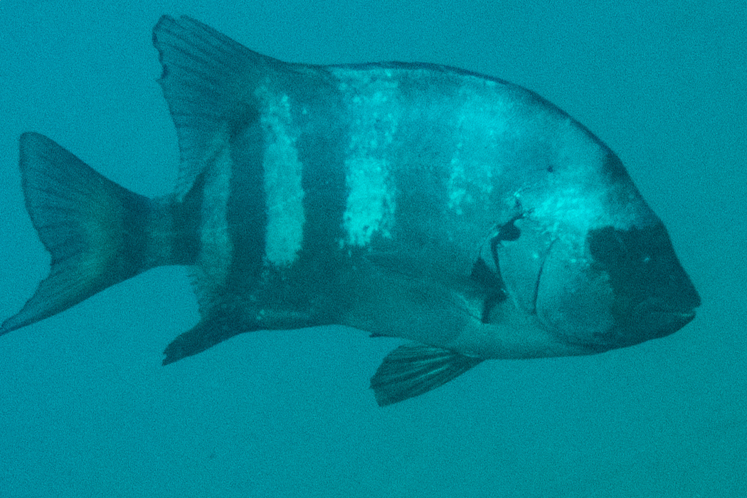 写真｜「イシダイ」