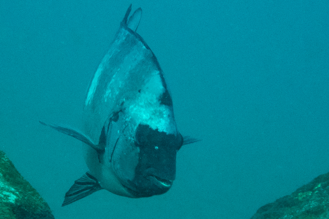 写真｜「イシダイ」