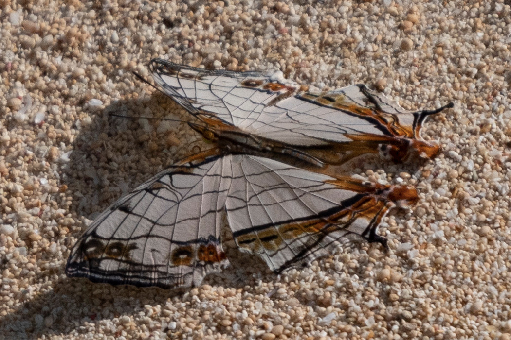 イシガケチョウの写真4｜砂浜で翅を開いていました。