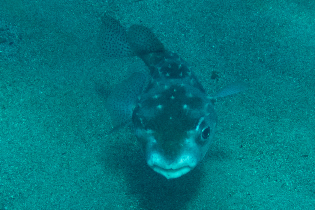 写真｜「イシガキフグ」