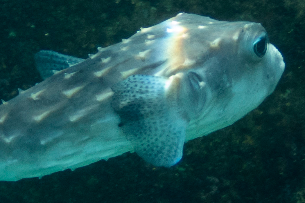 Picture of Spotfin burrfish4｜Big eyes.