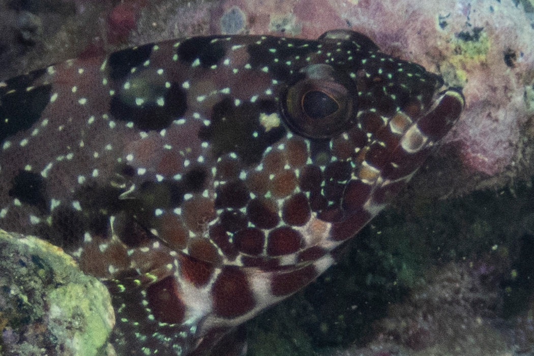 イシガキハタの写真3｜模様の縁に白い斑点が散っています。