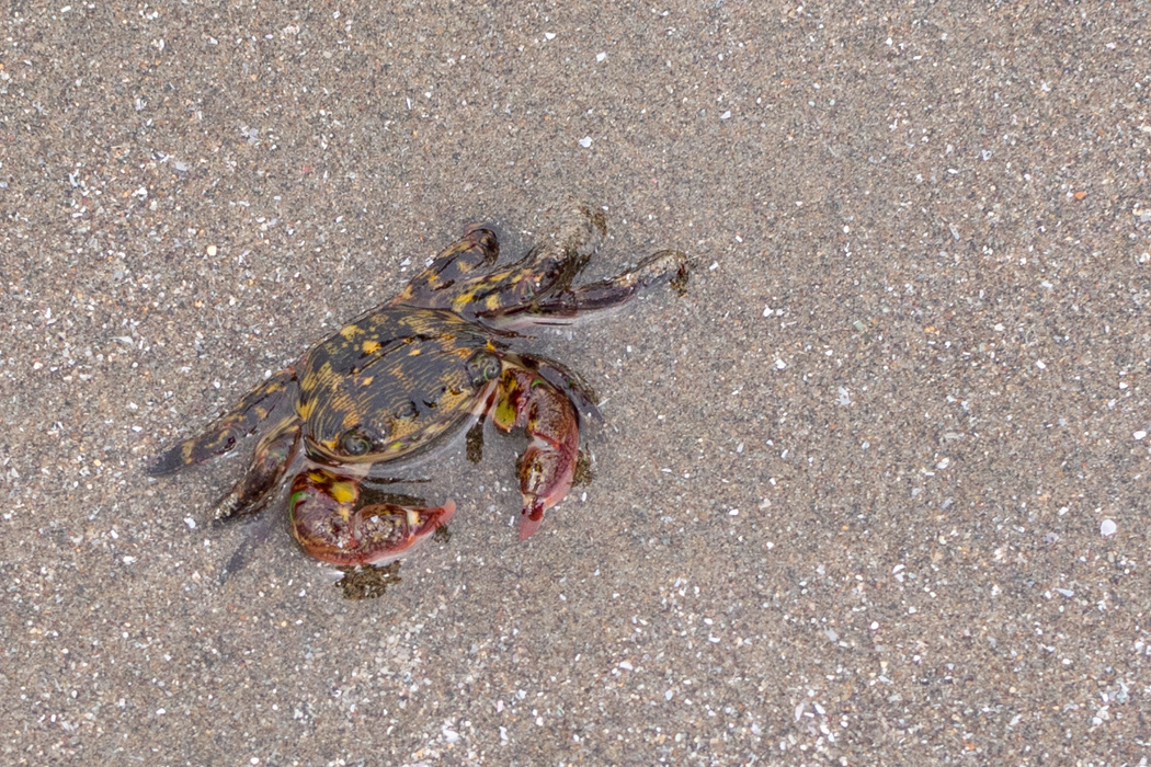 イソガニの写真2｜甲羅と脚には黄色い斑模様が入っています。