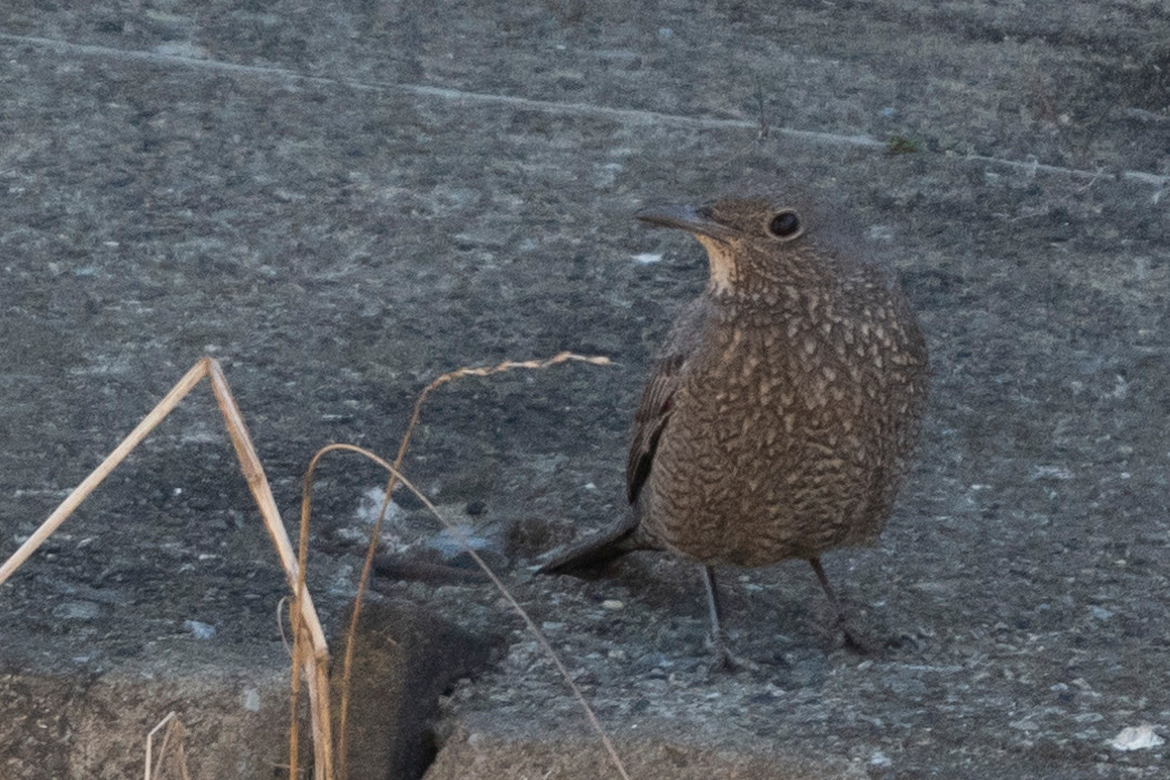 写真｜「イソヒヨドリ」