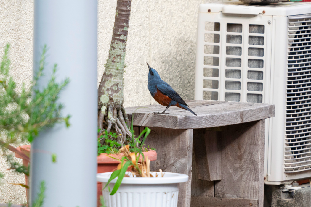 イソヒヨドリの写真2｜民家の近くで発見しました。