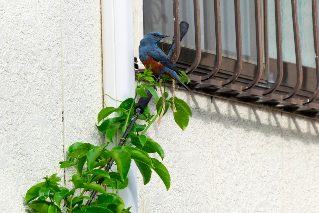 イソヒヨドリの写真3｜地面と屋根を行ったり来たりしていました。