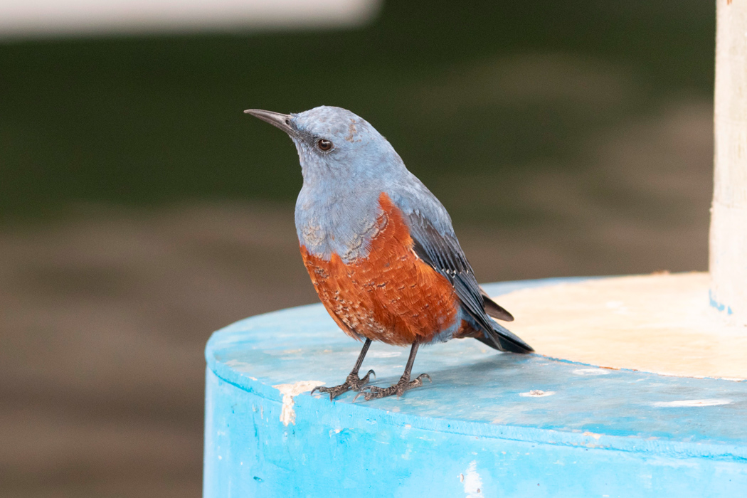 イソヒヨドリの写真4｜人間をあまり警戒しません。