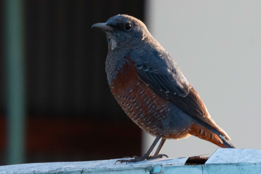 イソヒヨドリの写真8｜浅川沿いの市場にいました。