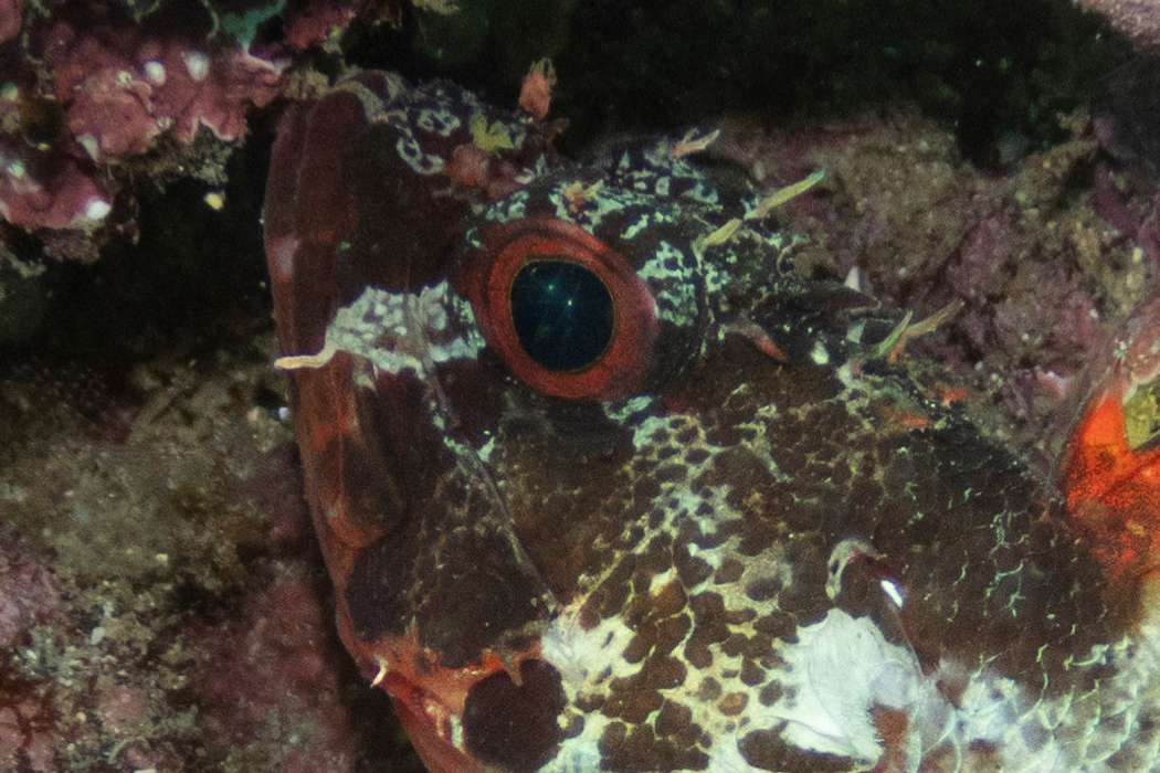 Picture of Cheekspot scorpionfish2｜The head is reddish brown.