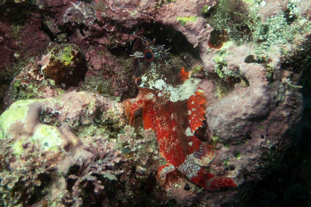 写真｜「イソカサゴ」