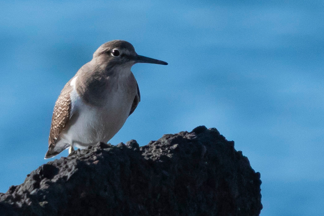 Picture of Common Sandpiper1｜Brown back and white belly.