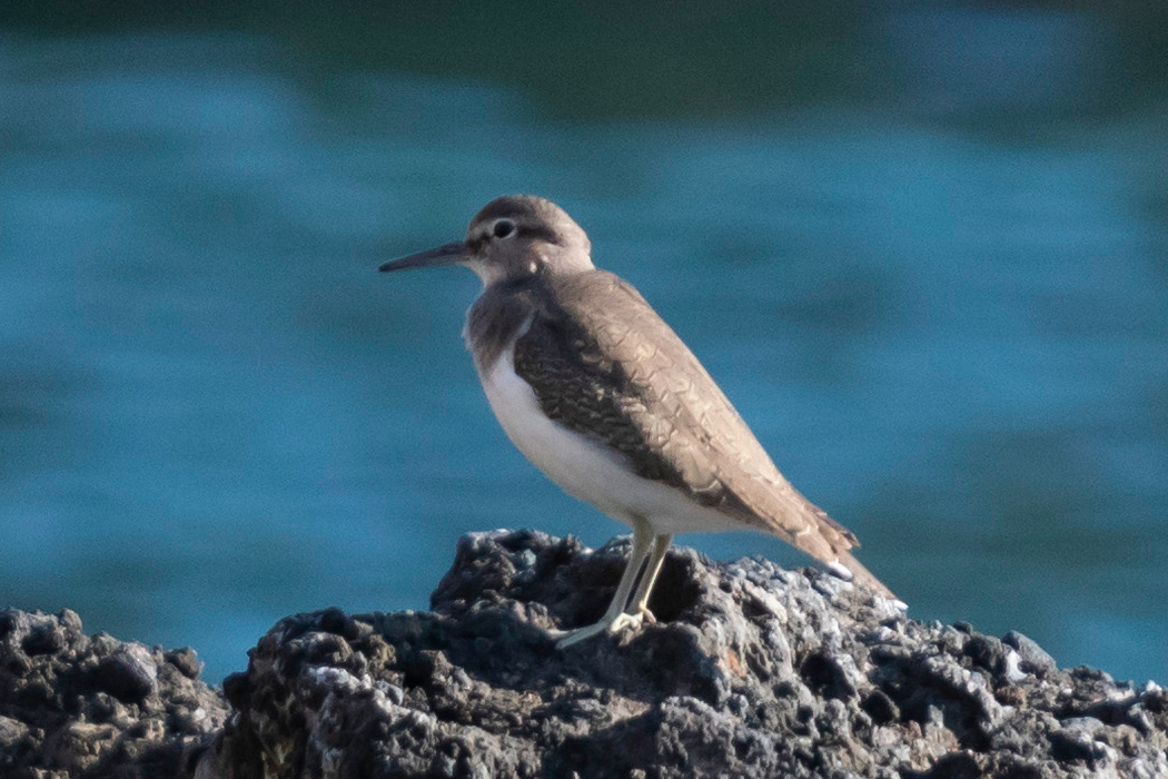 写真｜「イソシギ」