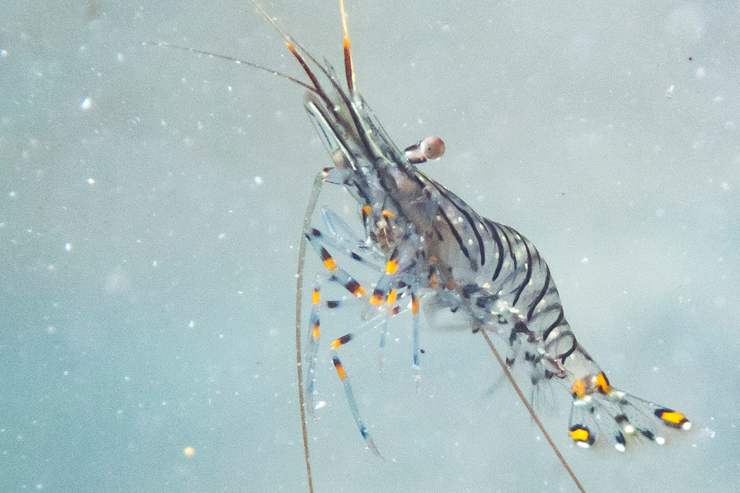 イソスジエビの写真1｜透明なからだです。