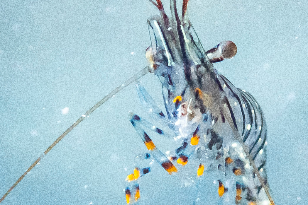 イソスジエビの写真3｜眼が横に飛び出ています。