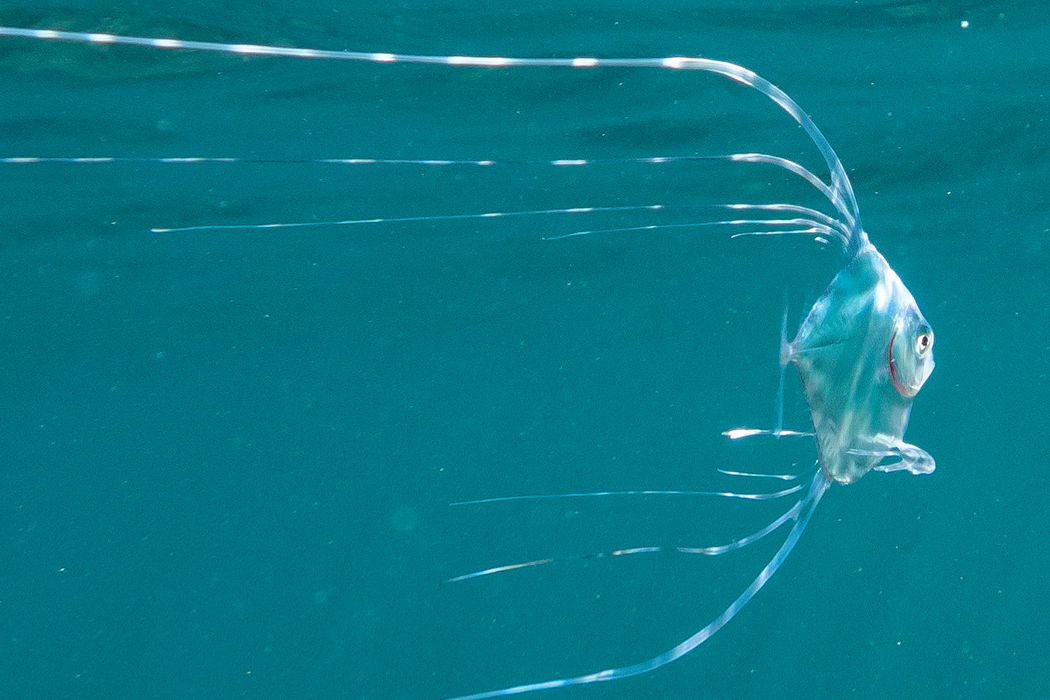 写真｜「イトヒキアジ」