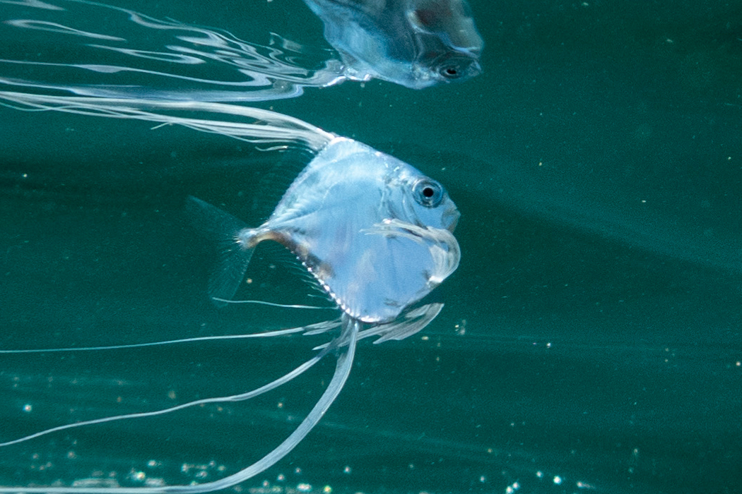 イトヒキアジの写真2｜銀色の体です。