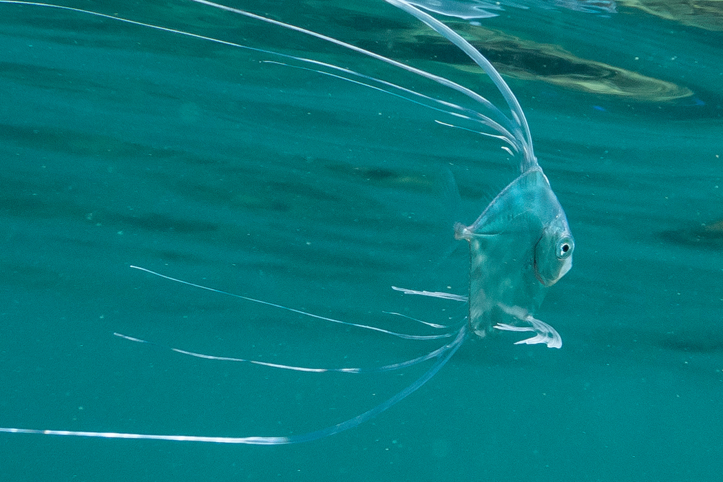 イトヒキアジの写真4｜体に縦帯があります。