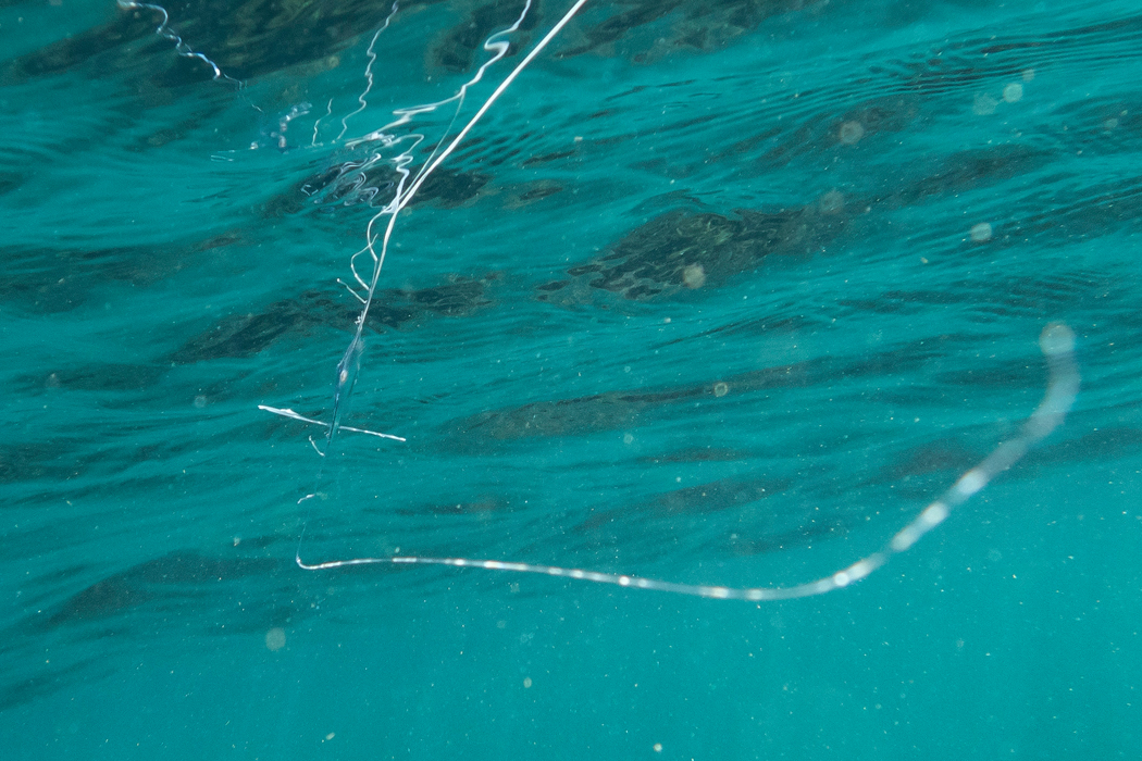 イトヒキアジの写真5｜後ろから見ると薄いです。