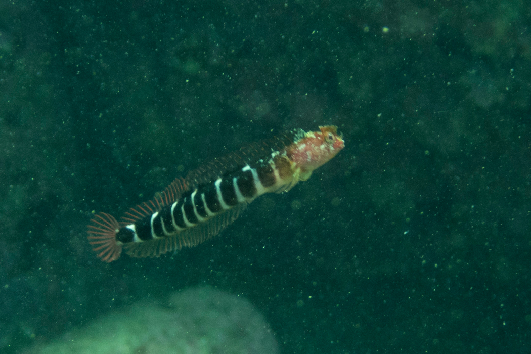 イワアナコケギンポの写真2｜ニョロニョロと浮かび上がってきました。