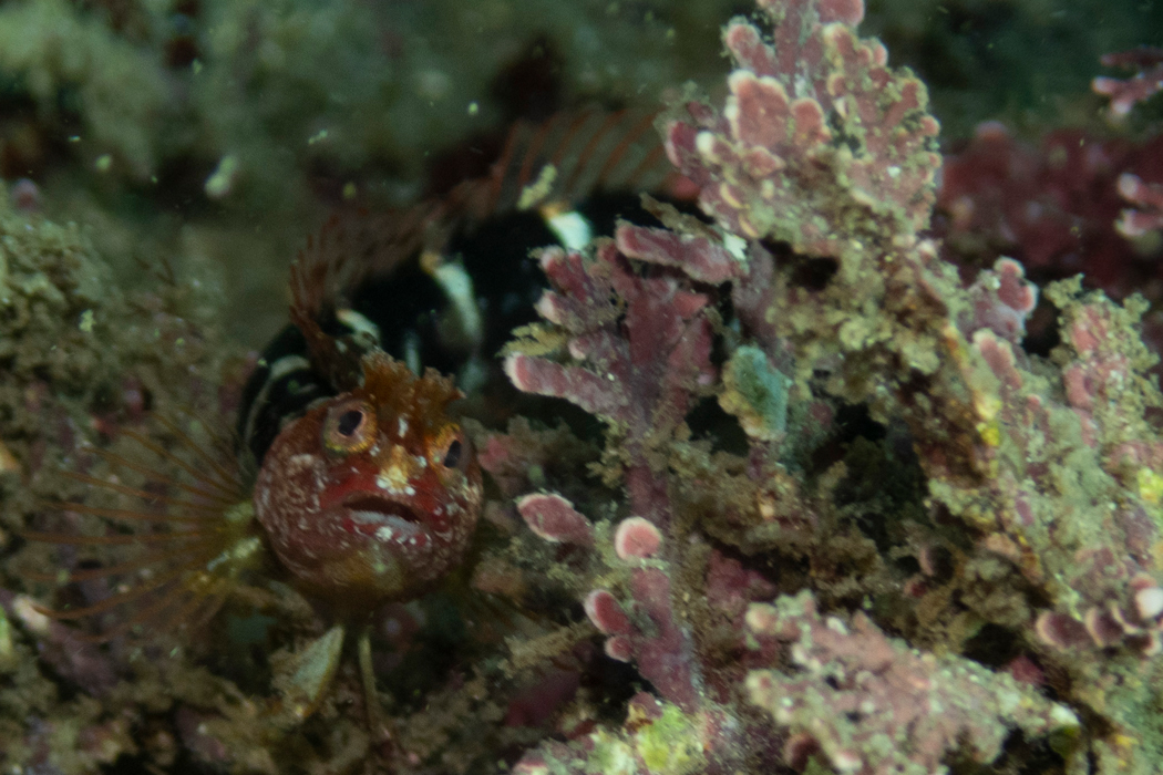 イワアナコケギンポの写真3｜正面顔です。