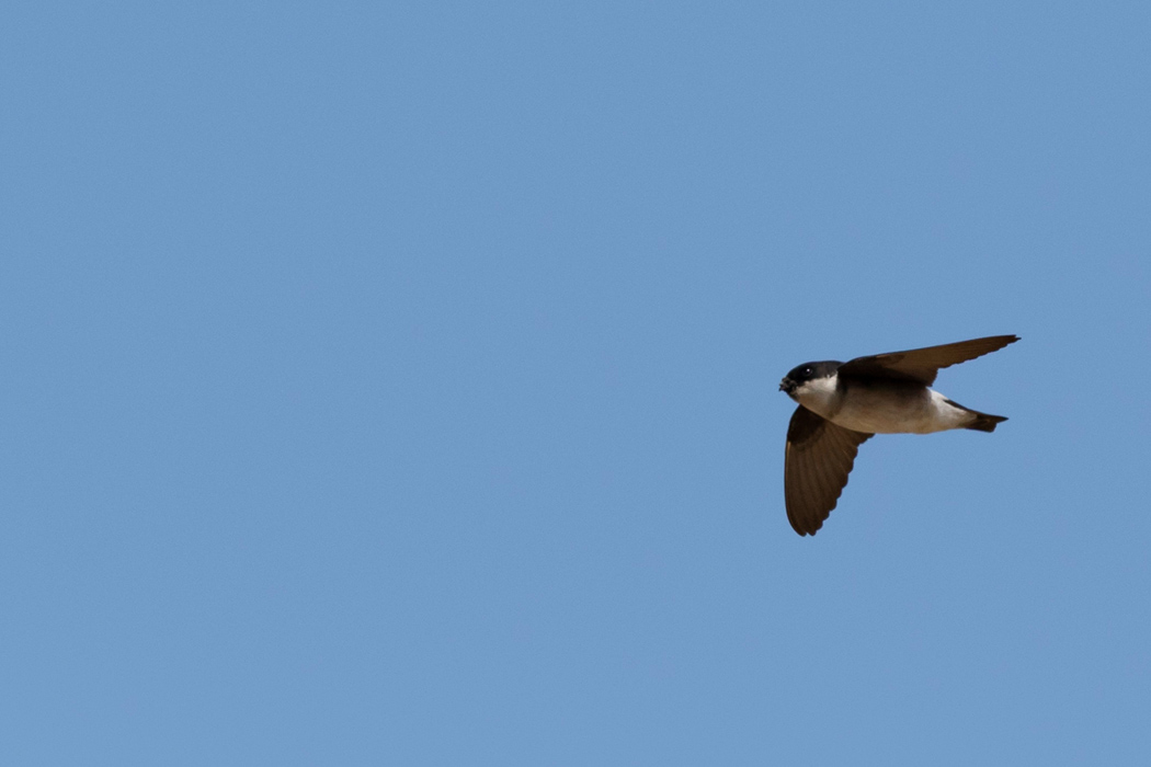 Picture of Asian House Martin2｜They have shorter tails than swallows.
