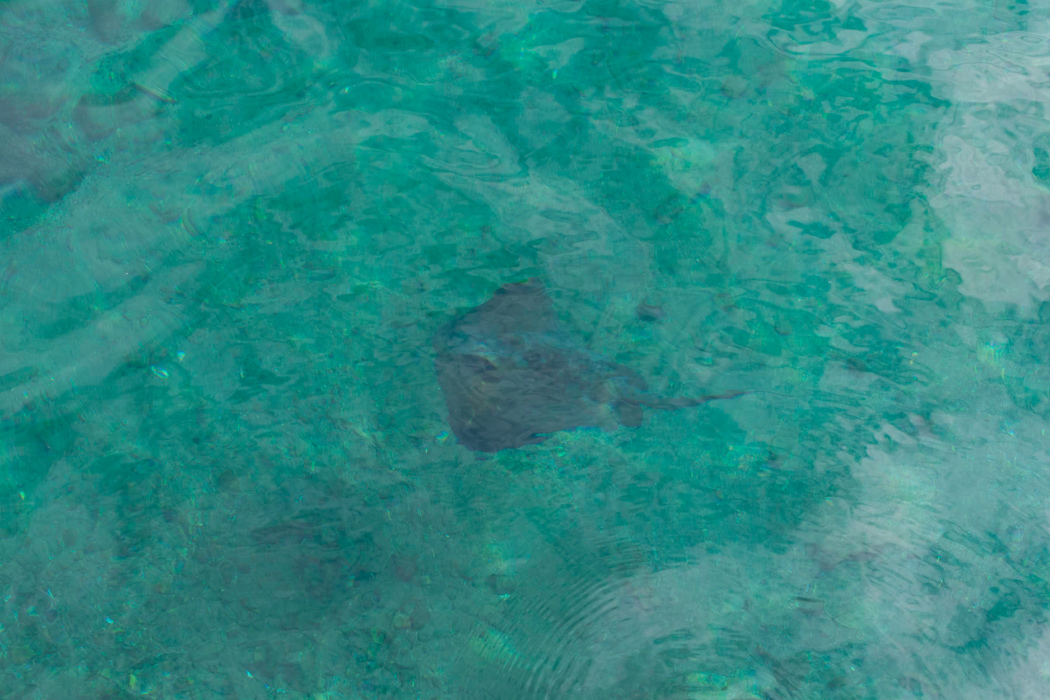 写真｜「イズヒメエイ」