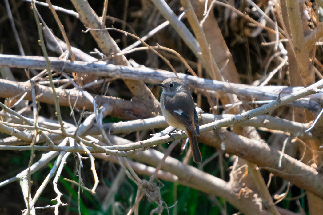 ジョウビタキの写真2｜縄張り内を行ったり来たりしていました。