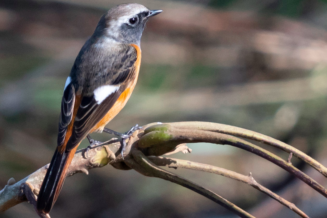 ジョウビタキの写真4｜頭から背にかけて銀色のオスです。