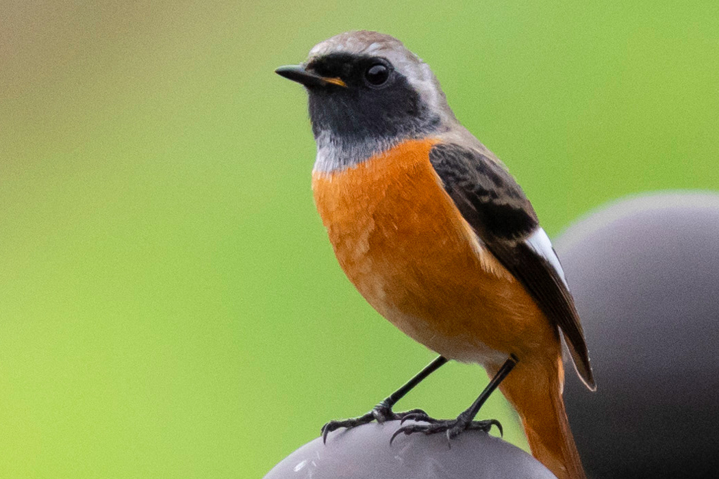 ジョウビタキの写真5｜湯殿川沿いの柵に近づいてきました。