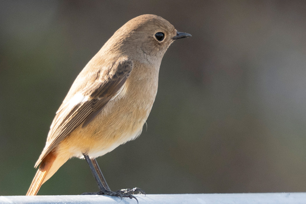 ジョウビタキの写真8｜姿勢が良いです。