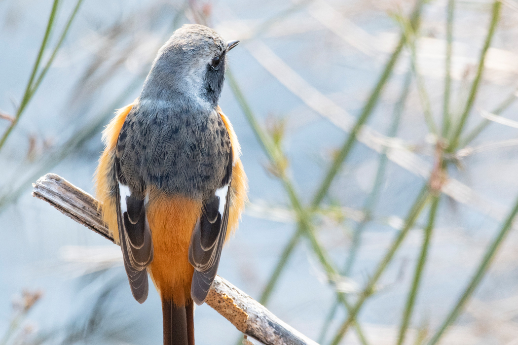 ジョウビタキの写真9｜夕方の川にいたオスです。