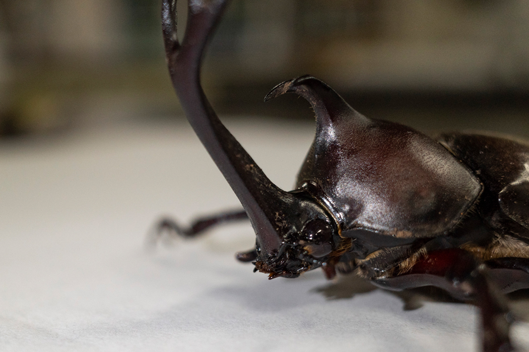 カブトムシの写真2｜つぶらな眼をしています。