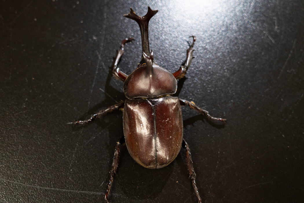 カブトムシの写真3｜全身が褐色です。