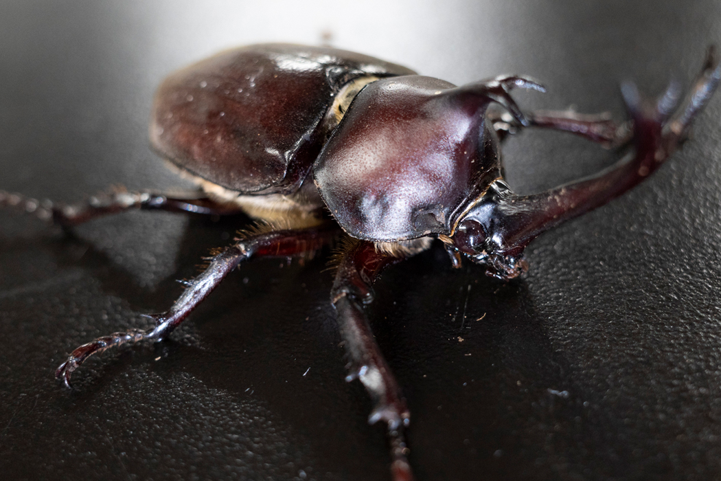 カブトムシの写真5｜吻はブラシのようです。