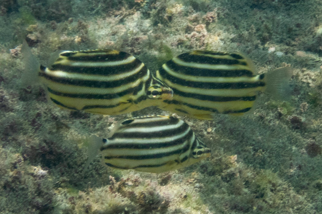 写真｜「カゴカキダイ」