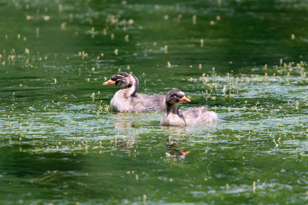 写真｜「カイツブリ」