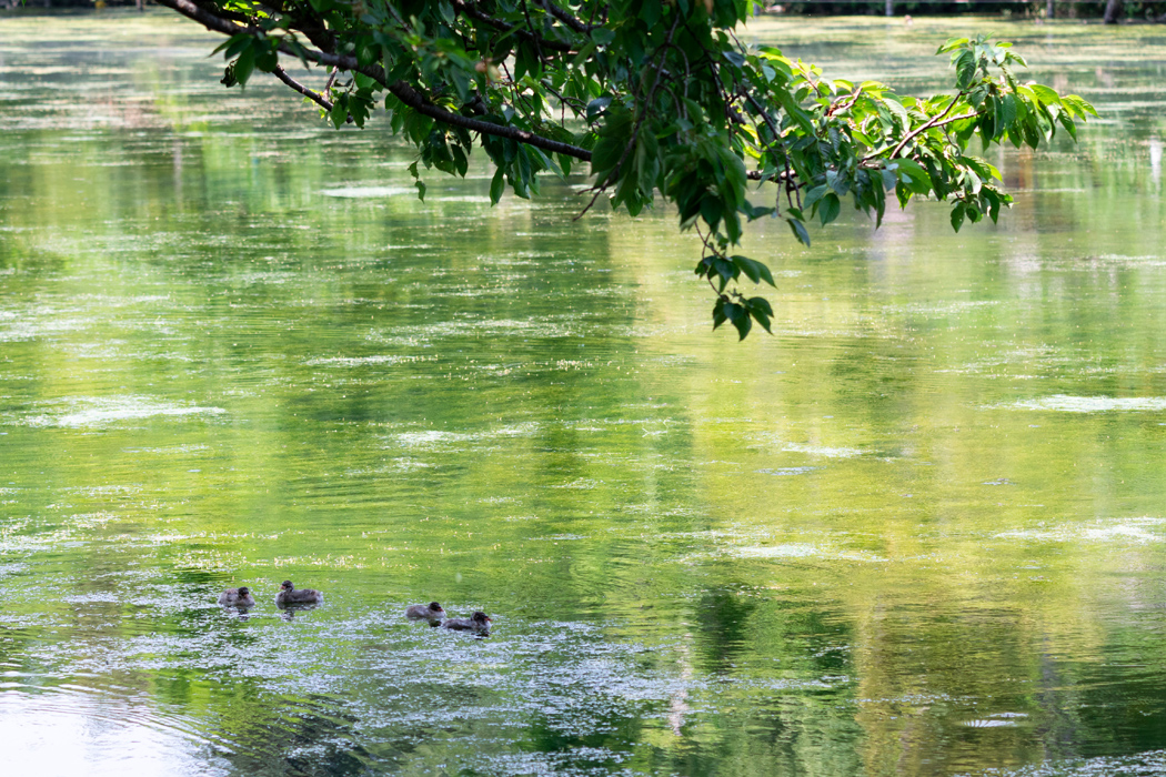 写真｜「カイツブリ」
