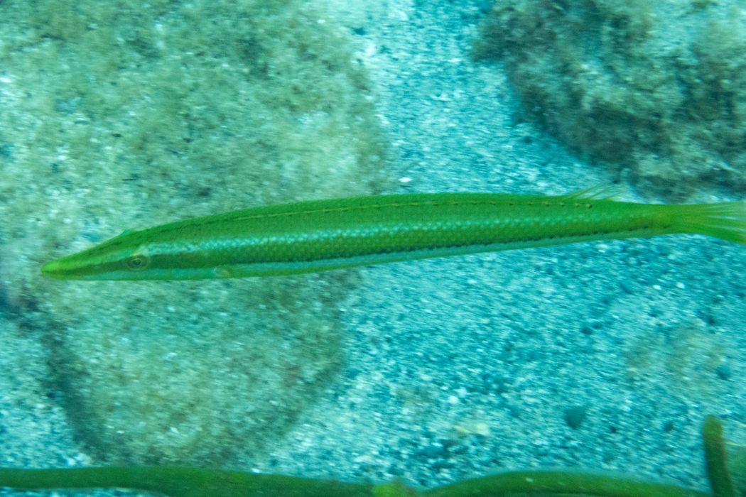 Picture of Cigar wrasse3｜The silhouette is elongated and barracuda-like.
