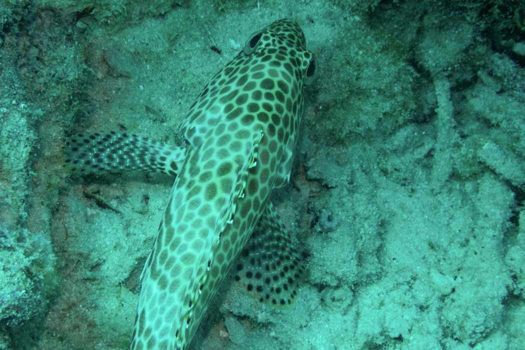 カンモンハタの写真2｜淡褐色と褐色が交互に並びます。